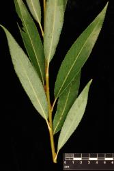 Salix ×fragilis. Leaves showing both surfaces.
 Image: D. Glenny © Landcare Research 2020 CC BY 4.0